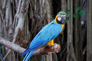 A cute yellow blue macaw parrot perched on a tree trunk at the zoo in Yogyakarta Indonesia
