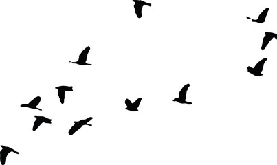 Fototapeta na wymiar birds are flying