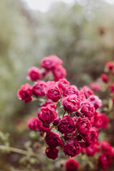 Pinke Blumen