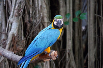 A cute yellow blue macaw parrot perched on a tree trunk at the zoo in Yogyakarta Indonesia
