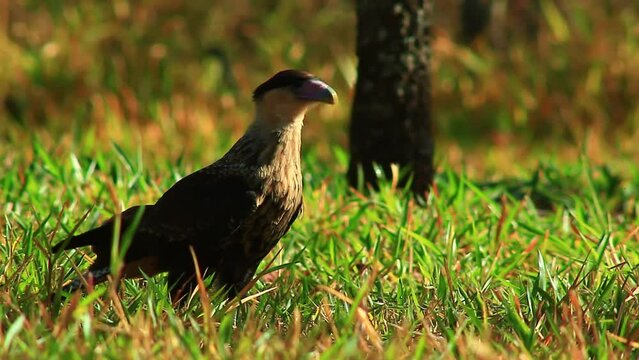 Crested caracara bird walking in sunny grassland, Crested caracara, sunlight, grass, Caracara plancus, vibrant bright green forest mangrove bokeh, beautiful cinematic focus.