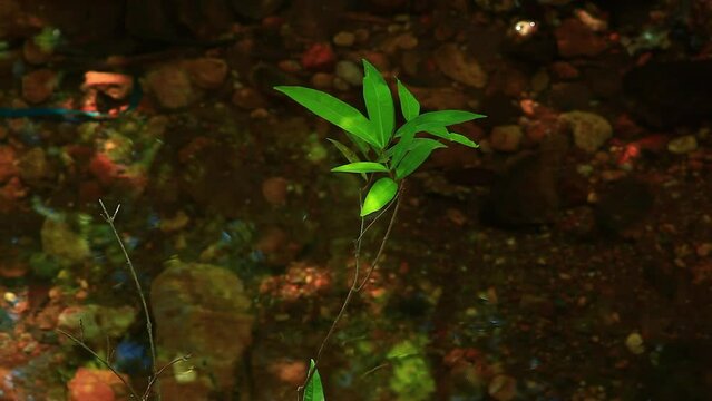 Mulgrave satinash, specimen, Needle Berry, Syzygium xerampelinum, Rhaphidophora australasica, very rare, rainforest plant, in river stream, shimmering light in mangrove jungle, rainforest, cinematic