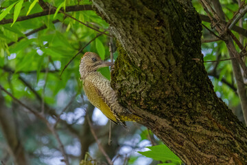 european green woodpecker perching in a tree