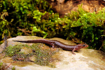 Dusky salamander or Northern dusky salamander // Brauner Bachsalamander (Desmognathus fuscus)