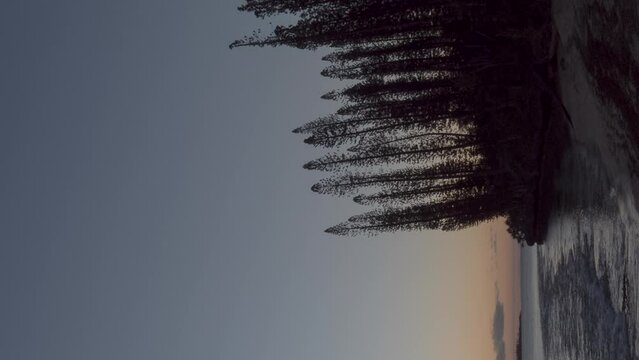 Columnar pine trees on Kuto Bay beach, Isle of Pines. Vertical format timelapse.