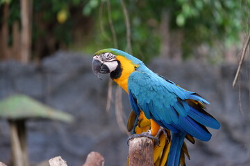 A cute yellow blue macaw parrot perched on a tree trunk at the zoo in Yogyakarta Indonesia