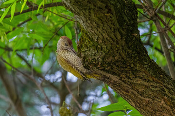 Naklejka na ściany i meble european green woodpecker perching in a tree