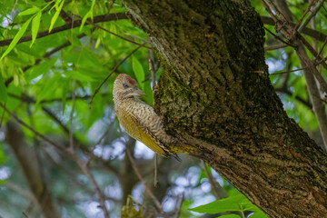 european green woodpecker perching in a tree