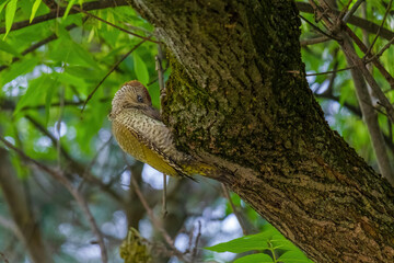 european green woodpecker perching in a tree