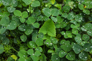 Green plants with drops of dew, top view