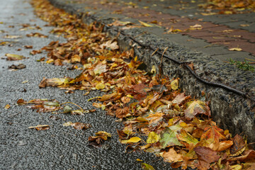 Yellowed autumn leaves on the road