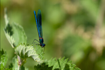 Banded demoiselle damselfly close up on leaf