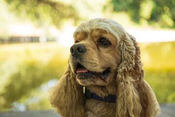 American spaniel, concept of pet and best friend - dog