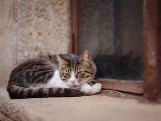 Stray or Feral Cat in Street city of Rhode in Greece. Historic Landmark in Old Town.