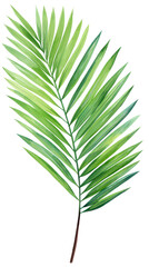 Obraz premium Green palm leaf. Tropical plants. Watercolor botany.