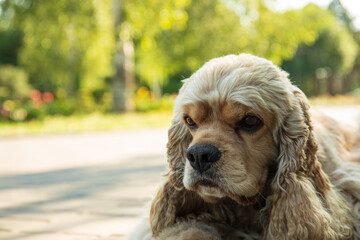 American spaniel, concept of pet and best friend - dog