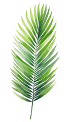 Green palm leaf. Tropical plants. Watercolor botany.