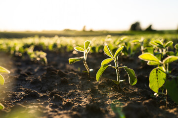 Close up green young soybean plants growing in a soil on agricultural field. Soy bean plants. Soy field with sunset sun. Agrarian business. Agricultural scene.