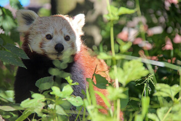 red panda in a zoo in lille (france)