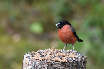 Dompfaff Männchen