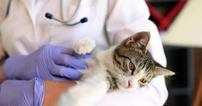 Female veterinarian holds cat in arms in veterinary clinic. Medical care insurance and examination of animals