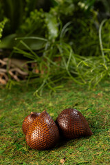 Salacca zalacca snake Fruit on the background of the forest