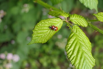 Asiatischer Marienkäfer Paarung