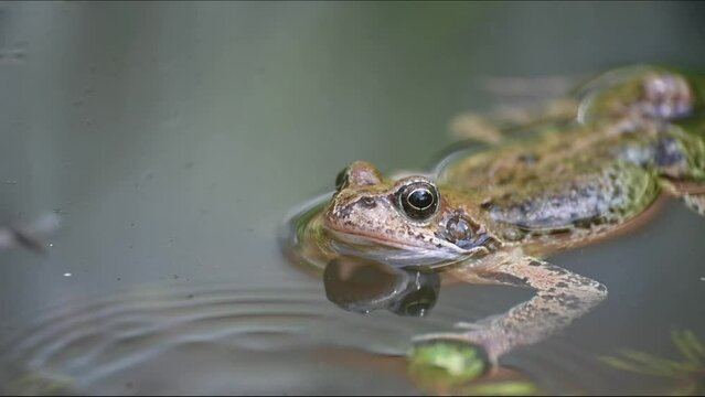 Adult Common Frog (Rana temporaria) sitting at the surface of a garden pond as insects fly past. June, Kent, UK. [Slow motion x5]