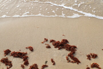 Sandy beach on the Mediterranean Sea