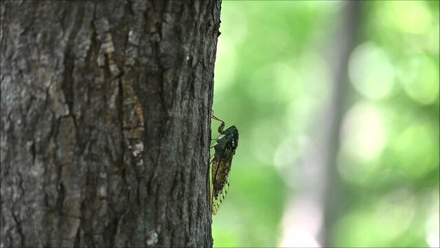 ヒグラシの鳴き方