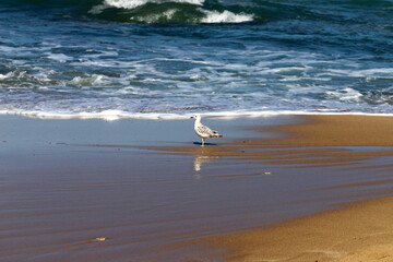 Fototapeta na wymiar Sandy beach on the Mediterranean Sea