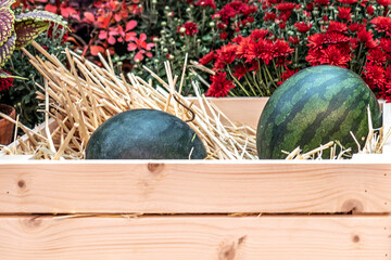 Harvesting watermelons and melons on the farm in a wooden box. End of the season