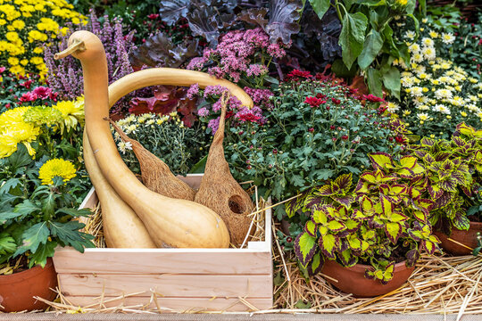 Lagenaria siceraria is an old and rare variety that produces medium-sized pumpkins with a long thin neck like a trombone . The fruit is of an unusual shape, long, whimsically twisted. Autumn harvest