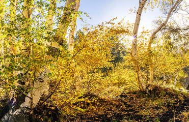 scenic yellow landscape of autumn forest with birch trees, orange leaves during fall and green pines