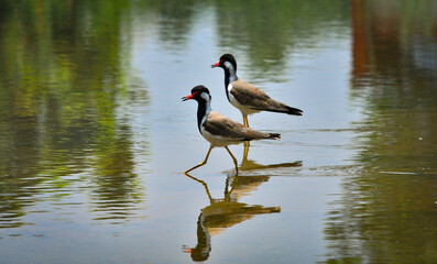 Birds playing in the waterlogging area in Gurgaon on 20 July 2023. 