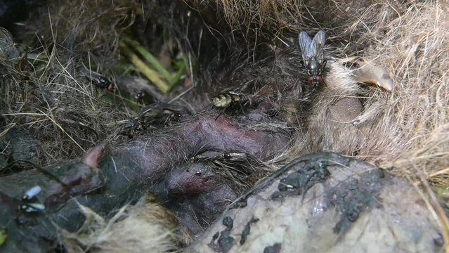 Flies and other insects feeding on the carcass of a dead Red Fox. June, Kent, UK [Slow motion x5]