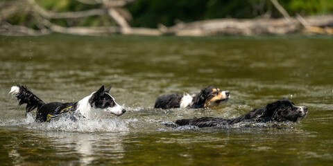a pack of happy dogs are swimming water in the lake - three border collies