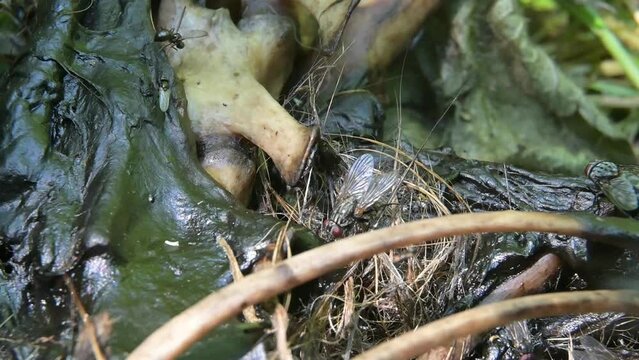 Flies and other insects feeding on the carcass of a dead Red Fox. June, Kent, UK [Slow motion x5]