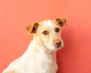 Portrait of a podenco breed dog on a red background.