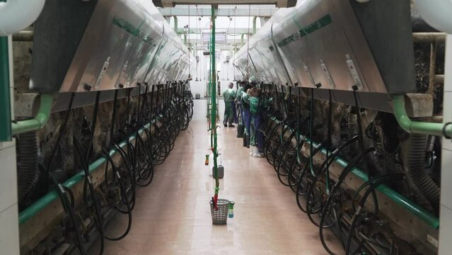 Automated equipment for milking cows on dairy farm.