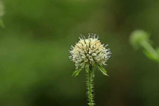 Behaarte Karde (Dipsacus pilosus)