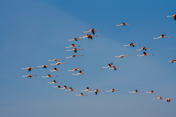 Flock of flamingos flying in the sky. Kazakhstan, Korgalzhyn Lake Nature Reserve, UNESCO World Heritage site
