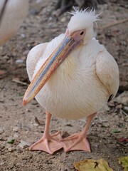 white pelicans by water outside 

