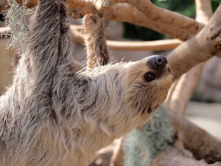 brown cute sloth baby in zoo 