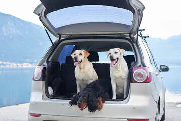 Three dogs in the trunk. Two Labrador Retrievers and a Gordon Setter. Traveling with a pet, travel....