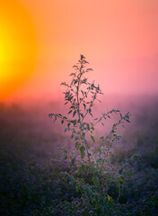 Morning Glory: Majestic Summer Fields Bathed in Sunrise Light in Northern Europe