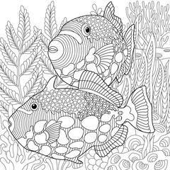 Adult colouring page with triggerfish fishes. Outline intricate underwater design.