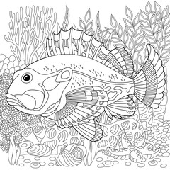 Adult colouring page with a ruffe fish. Outline intricate underwater design.