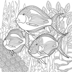 Adult colouring page with surgeonfish fishes. Outline intricate underwater design.