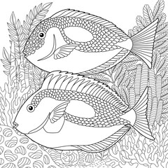 Adult colouring page with blue tang fishes. Outline intricate underwater design.